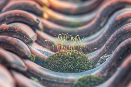 A plant growing on a roof