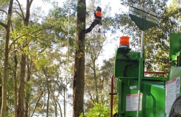 What damage are trees doing to your roof?